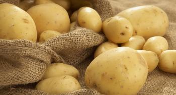 Різноманітність картоплі GM