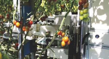 «Розумні» роботи для збору томатів тестуються в Японії Рис.1