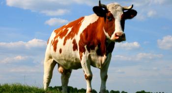 Саудівська Аравія зняла заборону на імпорт з України великої і дрібної рогатої худоби Рис.1