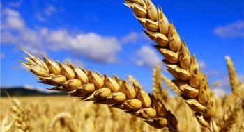 Селекція зробила європейську пшеницю кліматично нестійкою Рис.1