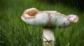 Що було раніше: дощ чи гриби? - дослідження вчених Рис.1