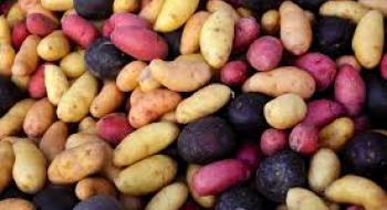 Шотландські вчені досліджують гени, що визначають колір картоплі Рис.1