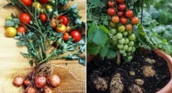 Схрещений томат з картоплею здобув звання «овоч року» в Австралії Рис.1
