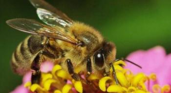 Штучний інтелект допоможе бджолярам правильно розставити вулики і розсадити дерева Рис.1