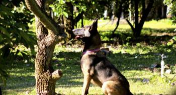 Собаки можуть діагностувати хвороби рослин на ранніх стадіях - дослідження вчених Рис.1