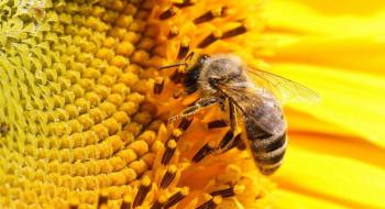 Сонячна енергетика врятує бджіл від вимирання Рис.1