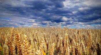 Спекулянти намагаються розгойдати ринок пшениці Рис.1