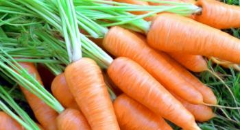 Спосіб якісного поливу моркви Рис.1