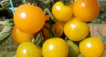 Свободу насінню томатів вимагають селекціонери Рис.1