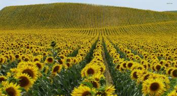 Тіньове виробництво насіння соняшнику досягає 25% Рис.1