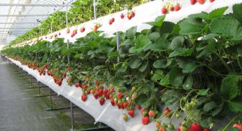 У Бельгії вивчають можливості багатоярусного вирощування суниці в теплиці Рис.1