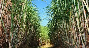 У Бразилії виробництво цукру продовжує зменшуватися Рис.1
