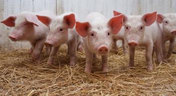 У Дніпропетровській області з'явиться новий свинокомплекс Рис.1