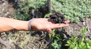 У Кіровоградській області використовують каліфорнійських черв'яків для створення органічного добрива. Рис.1