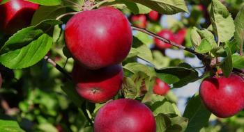 У країнах ЄС очікується рекордний за десять років врожай яблук Рис.1