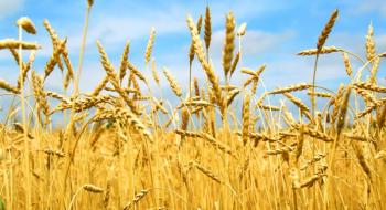 У новому стандарті на пшеницю буде переглянуто кількість класів та методи визначення якості пшениці Рис.1
