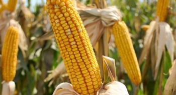 У США дозволили використання синтетичних пестицидів та генетично модифікованих культур у заповідниках Рис.1