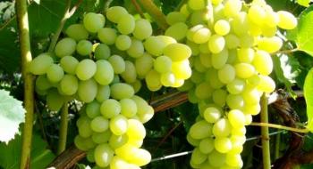 В Україні передбачають подорожчання винограду