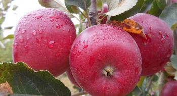 Україна експортувала рекордну за 5 років кількість яблук Рис.1