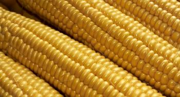 Україна може збільшити експорт кукурудзи в ЄС Рис.1