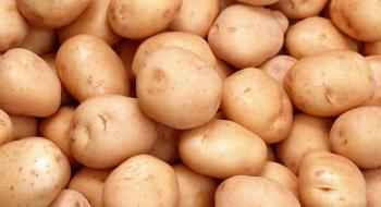 Україна в 15 разів збільшила експорт картоплі пізніх сортів Рис.1