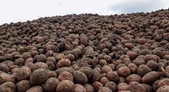 Україна збільшила експорт картоплі практично в 3 рази Рис.1