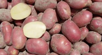 Українську картоплю хочуть стндартизувати по європейські, але не на 100% Рис.1