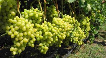 Український виноград вже з'являється на ринках Рис.1