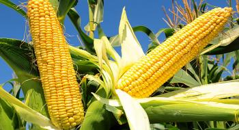  Урожай-2018: Аграрії зібрали понад 15 млн тонн кукурудзи Рис.1