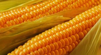 Урожай кукурудзи: Україна йде на рекорд Рис.1