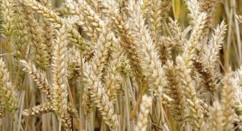 Урожайність органічного жита вдвічі більша, ніж при звичайному способі вирощування Рис.1