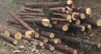 В 27% українських лісів деревина не обліковується Рис.1