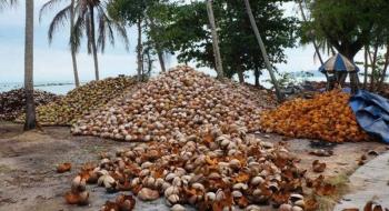В Австралії навчились робити екологічно чисту тканину з кокосових відходів Рис.1