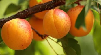 В Україні дорожчають абрикоси Рис.1