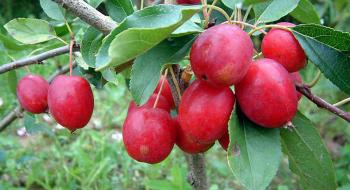 В Україні почали виготовляти сублімовані райські яблука Рис.1