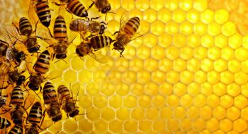 В Україні почастішали випадки масових отруєнь бджіл після обробки полів пестицидами Рис.1