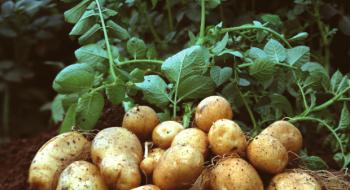 В Україні рекордно низька ціна на молоду картоплю Рис.1