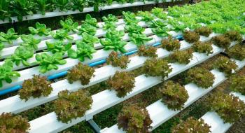 В Україні вигідно вирощувати салат та зелень на гідропоніці Рис.1