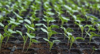 Вчені ICBA вирощують галофітні овочі