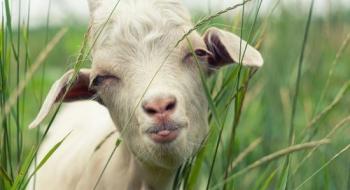 Вчені: посміхайтесь козам і вони вас полюблять Рис.1