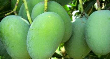 Вчені представили новий сорт манго з тривалим терміном зберігання Рис.1