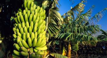 Вчені розробляють банани з підвищеними рівнями вітаміну А та заліза Рис.1
