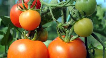 Вчені створять помідори чилі Рис.1