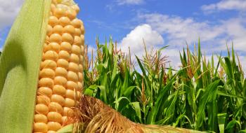 Вчені вигадали сенсорні браслети для кукурудзи Рис.1