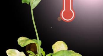 Вчені виявили центр сортування сигналів у рослинах Рис.1