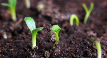 Вчені виявили ген, що відповідає за проростання насіння