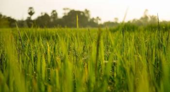 Вчені виявили рис більш терпимий до засухи і стійкий до майбутньої зміни клімату Рис.1