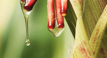 Вчені виявили сорт кукурудзи, який отримує азот з повітря Рис.1