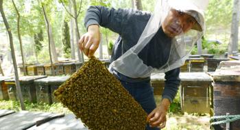 Вчені виявили у бджолиних маток особливі здібності до навчання Рис.1