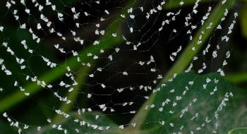 Вчені запропонували використовувати павуків замість інсектицидів Рис.1